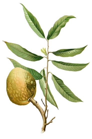 Bullock’s Heart is the fruit of the Annona reticulata, a small deciduous or semi-evergreen tree in the plant family Annonaceae or custard apple family.