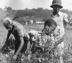 Exhibit 19. FIELD WORK: Members of the Stephen Run Youth Club reaping a bonanza 1973 harvest on their 13.5 acres of land leased as part of the Manley government small agrarian reform program Project Land Lease.